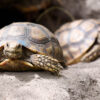 Un chiot et une tortue deviennent inséparables : une amitié insolite qui fascine le monde