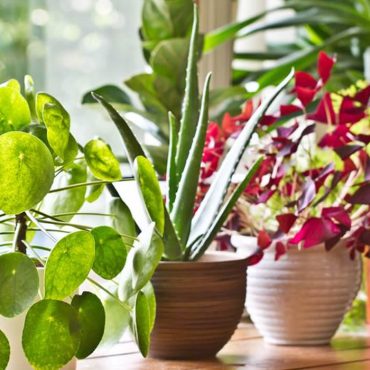 Aux Pays-Bas, une bibliothèque prête des plantes pour encourager le bien-être végétal