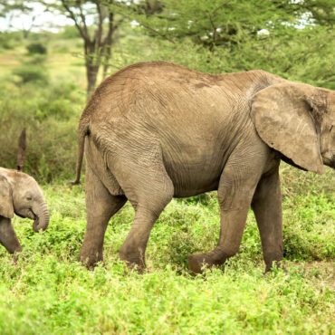 En Afrique du Sud, un éléphant héroïque sauve un troupeau d'antilopes d'un incendie