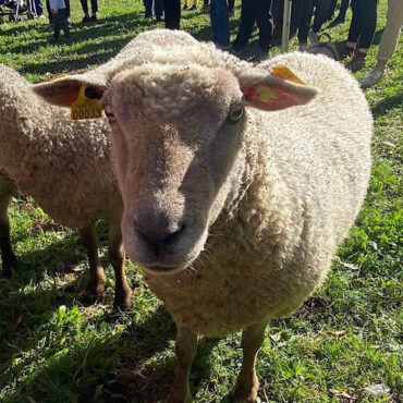 En Australie, un fermier crée des œuvres d'art avec ses moutons vus du ciel