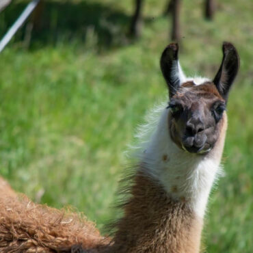 En France, un lama devient assistant de classe pour apaiser les élèves