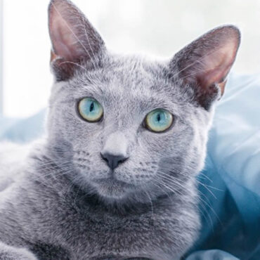 En Russie, un hôtel de luxe ouvre exclusivement pour accueillir des chats