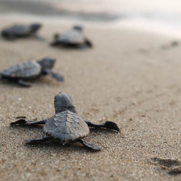 En Turquie, une plage réservée aux tortues pour préserver leur reproduction
