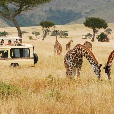 En Afrique du Sud, des safaris silencieux en véhicules électriques rapprochent les visiteurs de la faune