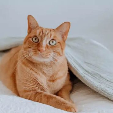 Un chat devient maire honoraire d’une ville aux États-Unis