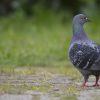 Deux passagers à plumes retardent le décollage : « Je crois qu’il y a des pigeons dans l’avion »