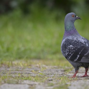Un pigeon parcourt 13 000 kilomètres pour rejoindre l’Australie