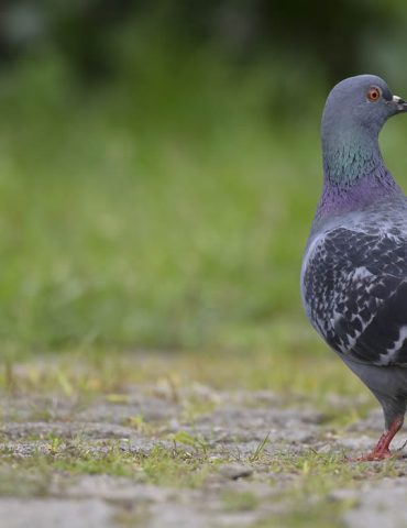 Un pigeon parcourt 13 000 kilomètres pour rejoindre l’Australie