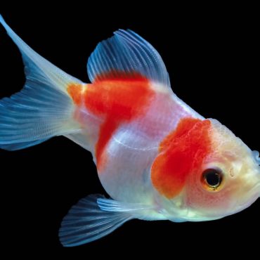 Un poisson rouge sauvé par une opération chirurgicale