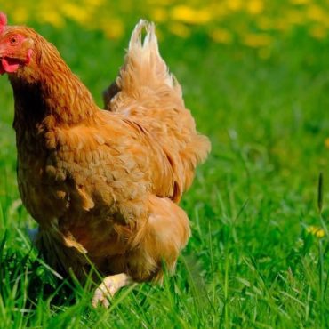 Une poule parcourt 10 kilomètres pour retrouver ses propriétaires