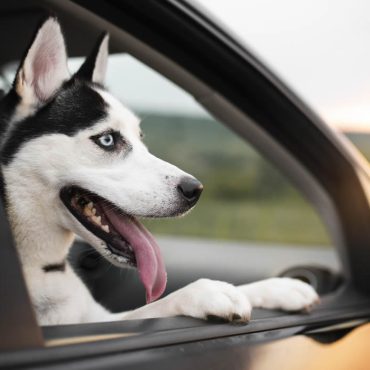 Une voiture roule sans conducteur… et c’est un chien qui est au volant !