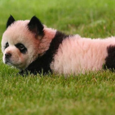 Quand des chiens deviennent des pandas, une supercherie zoologique en Chine