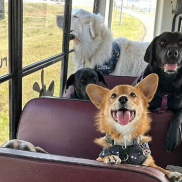 Un bus scolaire transformé en refuge pour chiens abandonnés