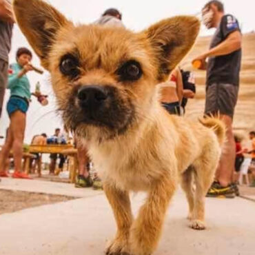 Un chien marathonien achève une course