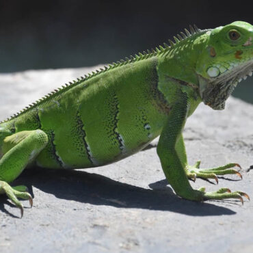 Un facteur retire un iguane caché dans une boîte aux lettres en Floride