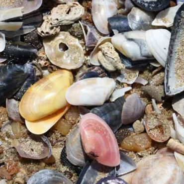Un village français adopte une monnaie locale en forme de coquillage