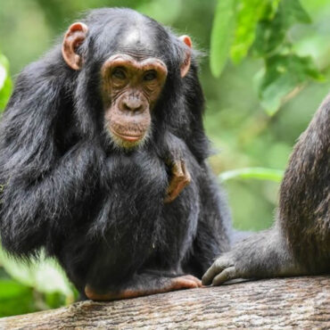 Environ 200 singes s'échappent d'un enclos en Thaïlande