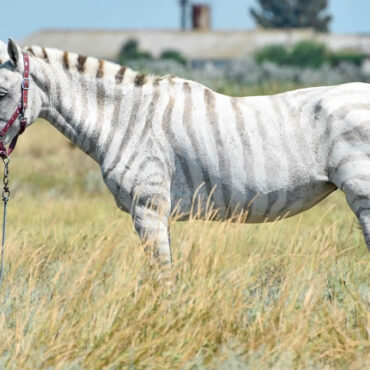 Un zorse, hybride rare entre un zèbre et une jument, attire l'attention dans une réserve africaine