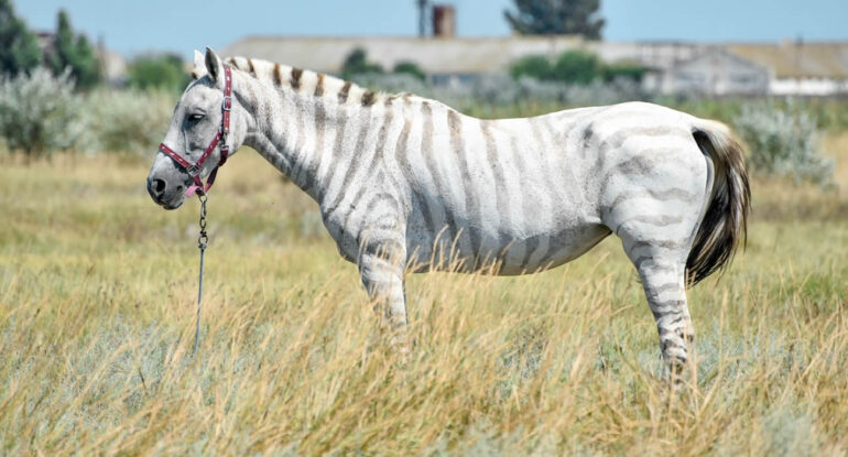 Un zorse, hybride rare entre un zèbre et une jument, attire l'attention dans une réserve africaine