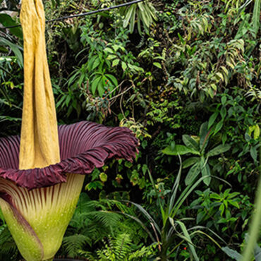 Une fleur cadavre fleurit en Australie, un événement rare et odorant