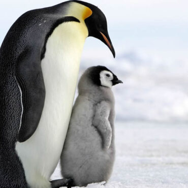 Des statues de pingouins pour repousser les mouettes