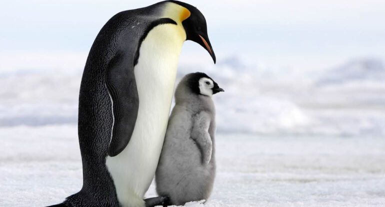 Des statues de pingouins pour repousser les mouettes