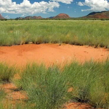 Les mystérieux cercles de fées en Namibie