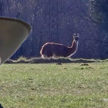 Un Lama en Liberté Fascine les Habitants d'Abjat-sur-Bandiat