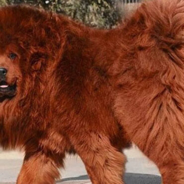 Le chien tibétain mastiff vendu pour un prix record de 5,3 millions d'euros