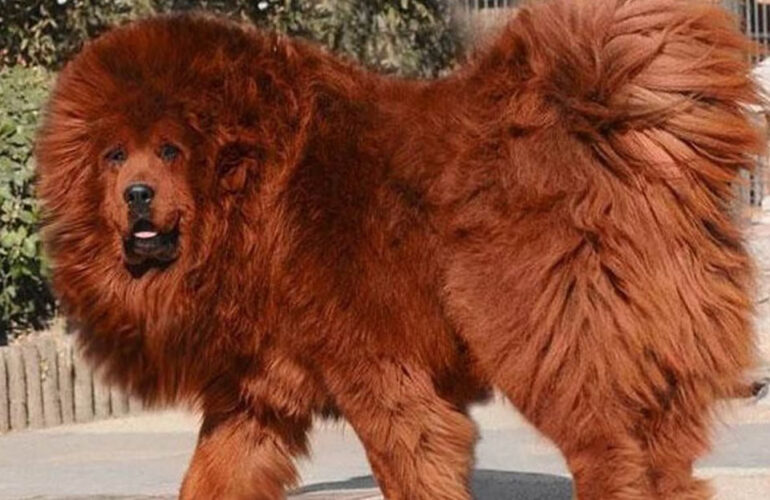 Le chien tibétain mastiff vendu pour un prix record de 5,3 millions d'euros