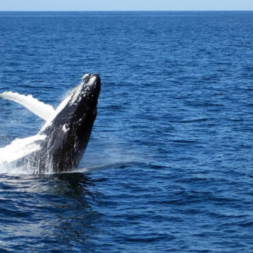 Le sauvetage d'une baleine à bosse en Pologne