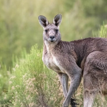 Un chien et un kangourou s'affrontent sur une plage australienne