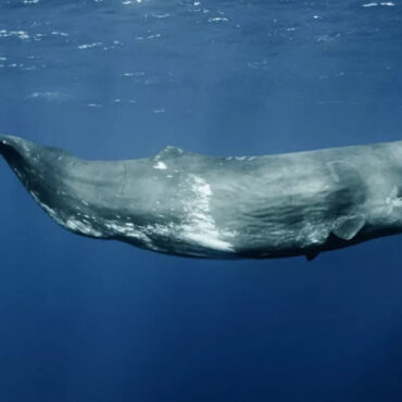 Un requin le menace, il est sauvé par… deux cachalots