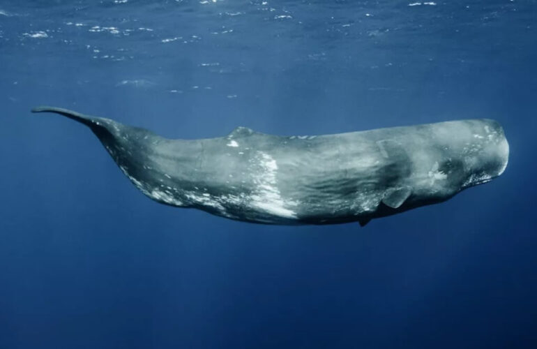 Un requin le menace, il est sauvé par… deux cachalots