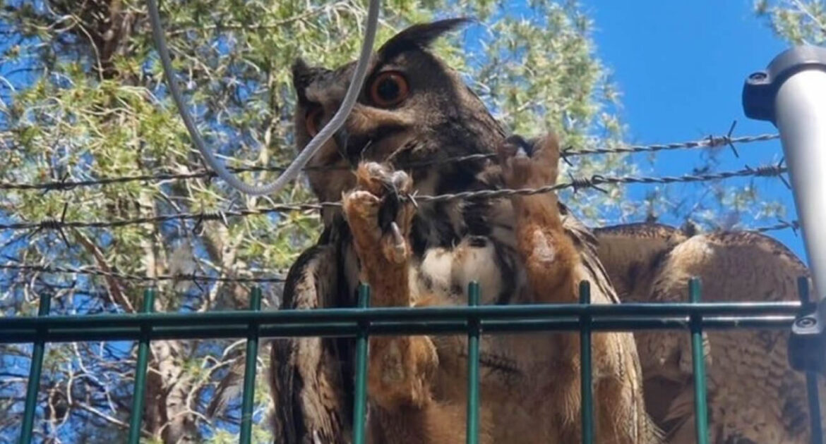 Près de Marseille, les pompiers sauvent un hibou coincé dans des barbelés