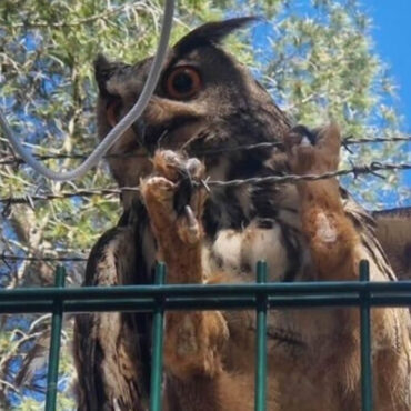 Près de Marseille, les pompiers sauvent un hibou coincé dans des barbelés