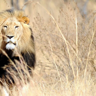Sous la pluie, les lions dansent : des images rares capturées en Afrique du Sud