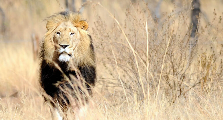 Sous la pluie, les lions dansent : des images rares capturées en Afrique du Sud