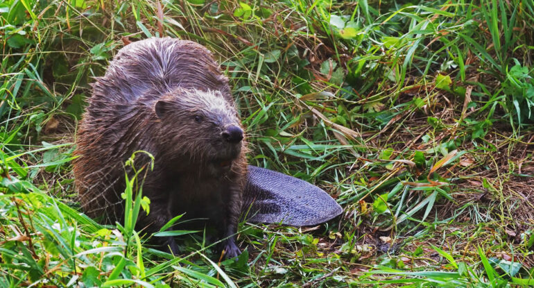Un castor provoque une panne d'électricité en abattant un arbre en France