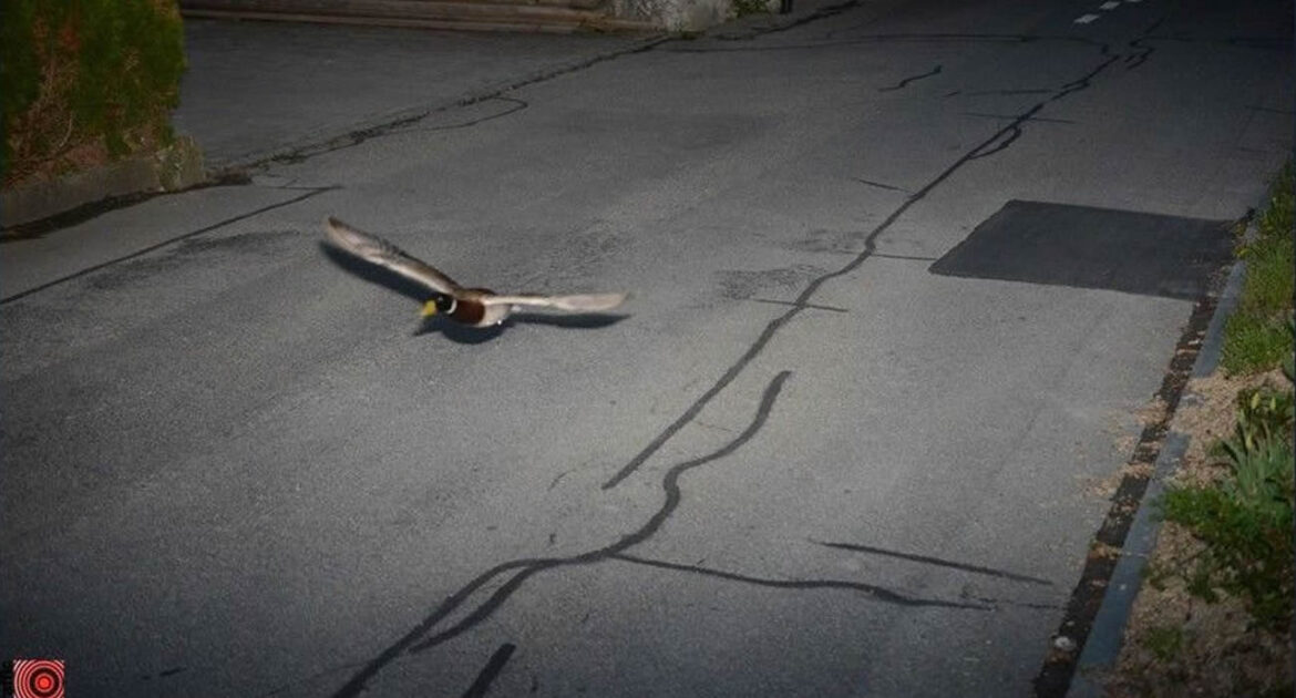 Un canard flashé par un radar en Suisse pour excès de vitesse