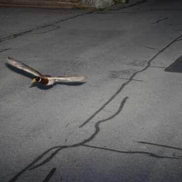 Un canard flashé par un radar en Suisse pour excès de vitesse
