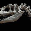 Au fond d’un tiroir oublié, il découvre une nouvelle espèce de dinosaure