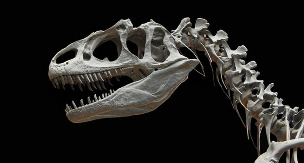 Au fond d’un tiroir oublié, il découvre une nouvelle espèce de dinosaure