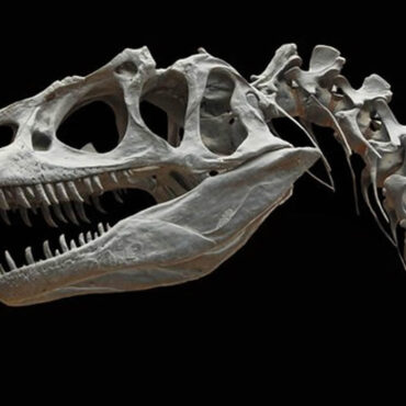 Au fond d’un tiroir oublié, il découvre une nouvelle espèce de dinosaure