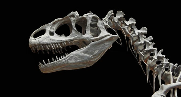 Au fond d’un tiroir oublié, il découvre une nouvelle espèce de dinosaure