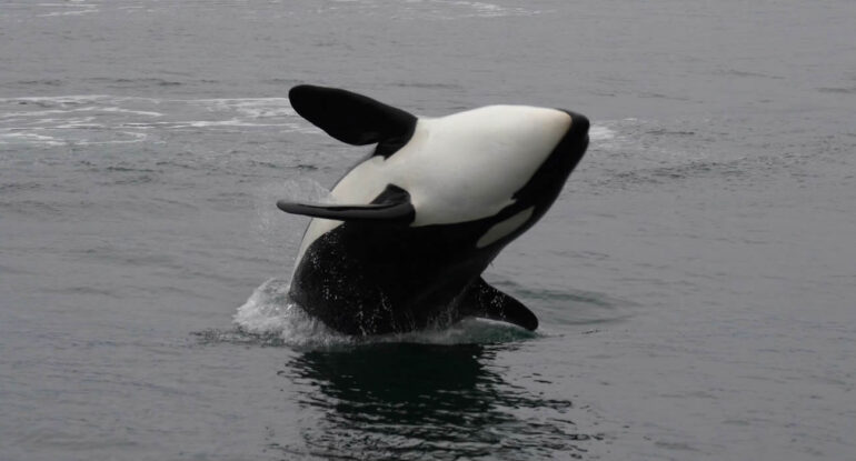 Des orques filmées en train de se masser avec des algues