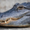 Deux New-Yorkais laissent leur alligator s’échapper, la police intervient