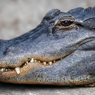 Deux New-Yorkais laissent leur alligator s’échapper, la police intervient