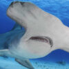 Ils jouent au golf… et voient un requin-marteau tomber du ciel