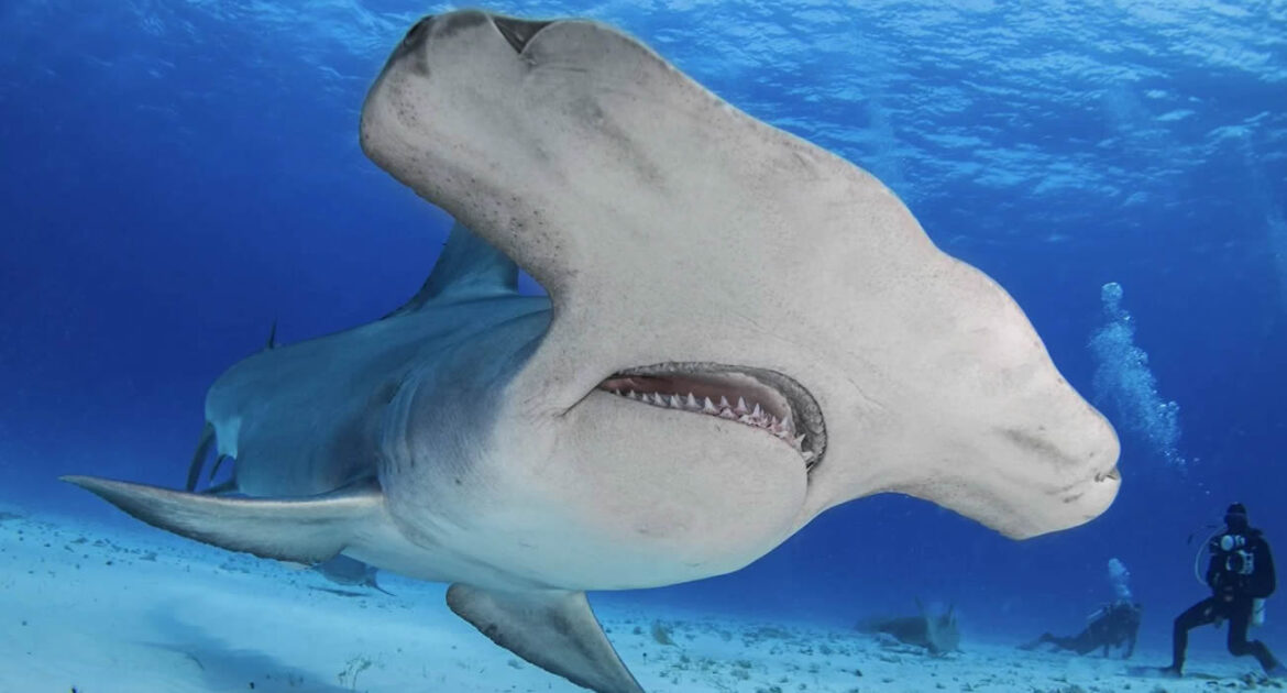 Ils jouent au golf… et voient un requin-marteau tomber du ciel